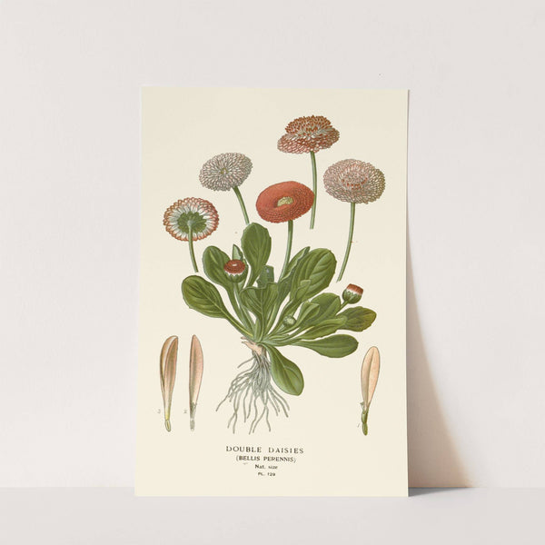 Double Daisies (1896-1897) by Edward Step