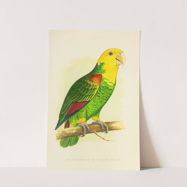 Double-Fronted or Le Vaillant’s Amazon (1884-1887) by Alexander Francis Lydon