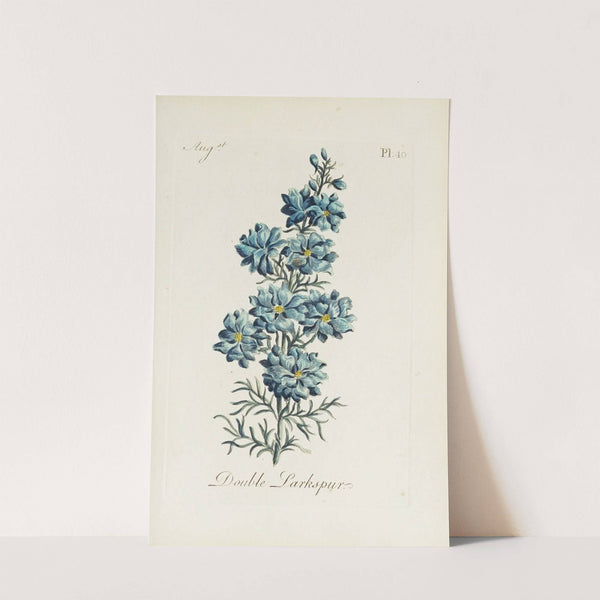 Double Larkspur by Carington Bowles