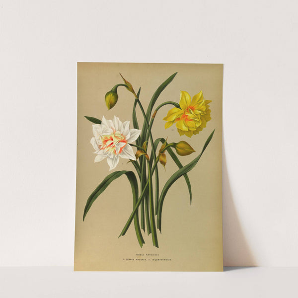 Double Narcissus 1.Orange Phoenix. 2. Incomparabilis (1872-1881) by Arentina Hendrica Arendsen