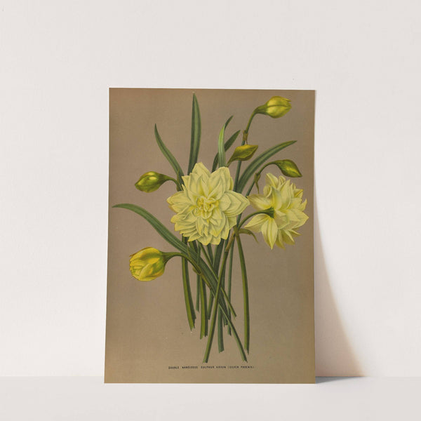 Double Narcissus Sulphur Kroon (Silver Phoenix (1872-1881) by Arentina Hendrica Arendsen