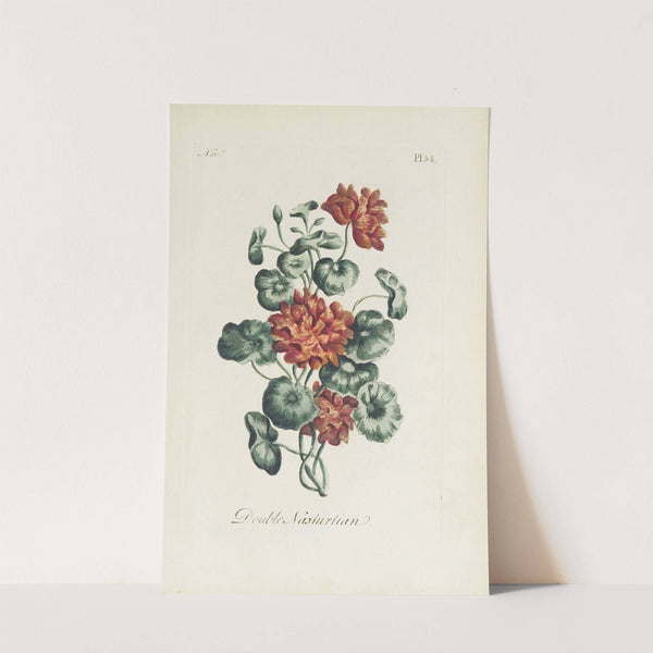 Double nasturtian by Carington Bowles