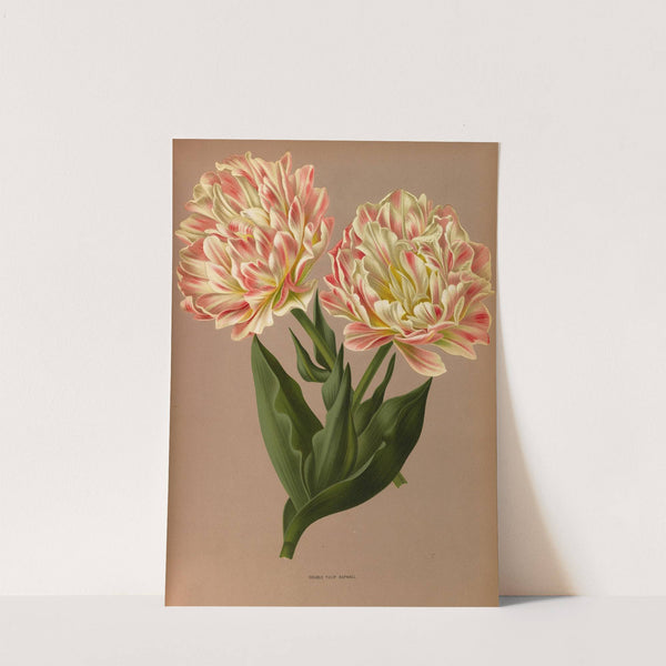 Double Tulip Raphael. (1872-1881) by Arentina Hendrica Arendsen