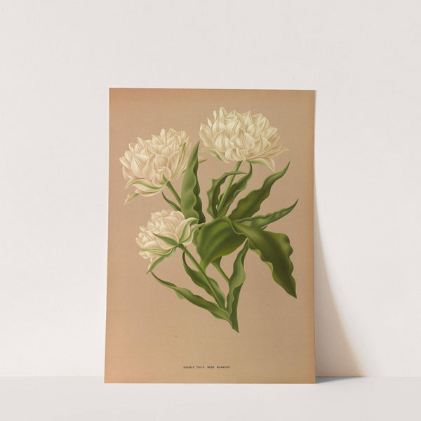 Double Tulip. Rosé Blanche. (1872-1881) by Arentina Hendrica Arendsen