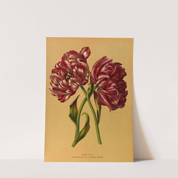 Double Tulips 1.Mariage De Ma Fl Lle. 2.Couronne Imperiale (1872-1881) by Arentina Hendrica Arendsen