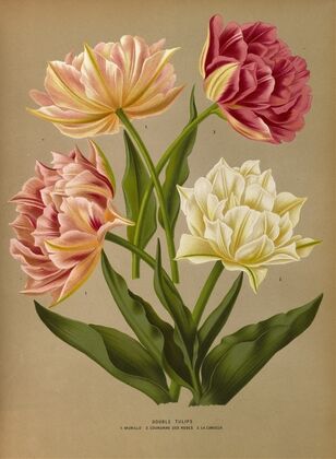 Double Tulips 1.Murillo 2.Couronne Des Roses 3.La Candeur (1872-1881)
