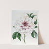 Double-white Tree Peony (1815-1819) by Sydenham Edwards