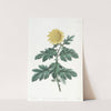 Double yellow Indian Chrysanthemum by Sydenham Edwards