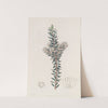 Doubtful Epacris by Sydenham Edwards