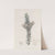 Doubtful Epacris by Sydenham Edwards