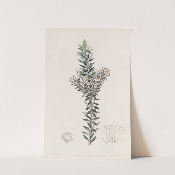 Doubtful Epacris by Sydenham Edwards