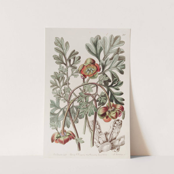 Douglas Californian Paeony by Sydenham Edwards