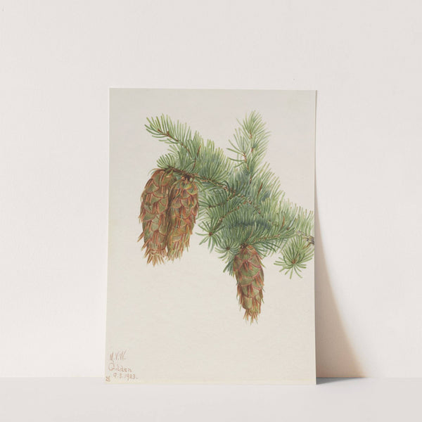 Douglas Fir (Pseudotsuga mucronata) (1923) by Mary Vaux Walcott