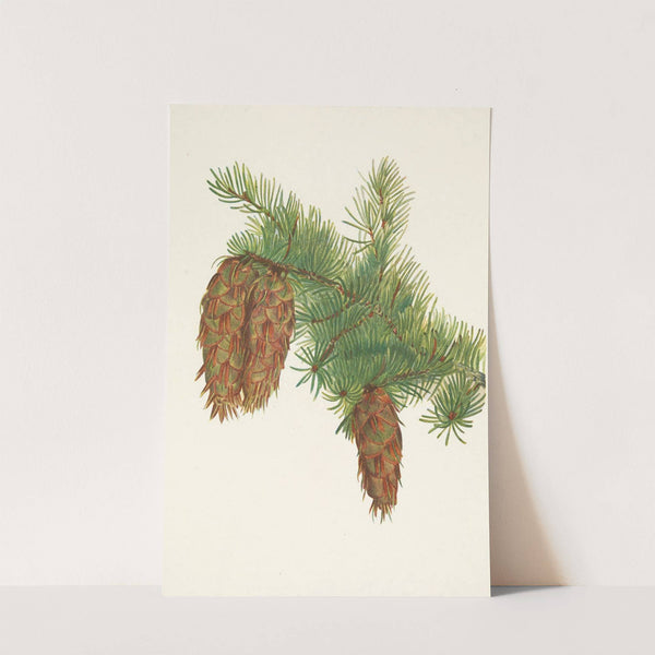 Douglas-fir. Pseudotsuga mucronata (1925) by Mary Vaux Walcott