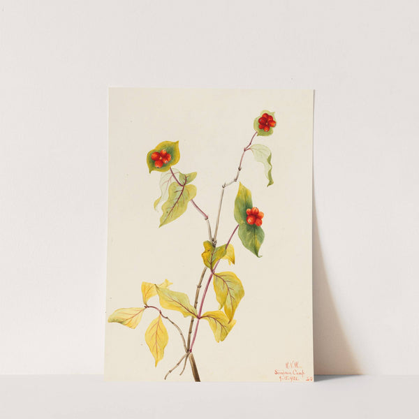 Douglas Honeysuckle (Lonicera glaucescens) (1922) by Mary Vaux Walcott