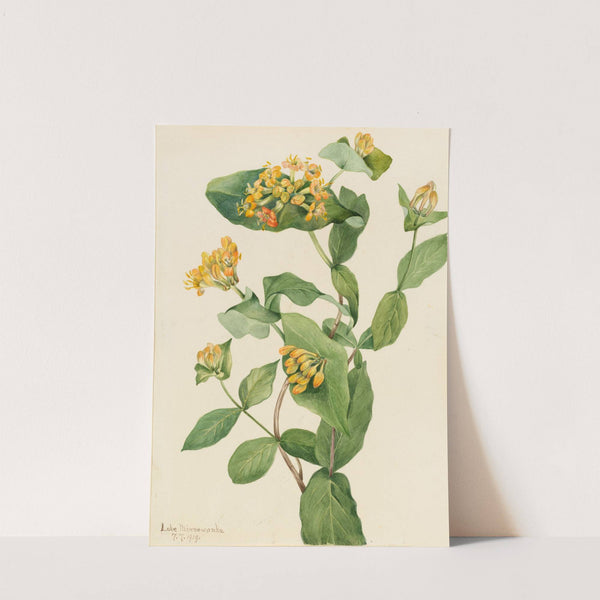 Douglas Honeysuckle (Lonicera glaucescens) (1919) by Mary Vaux Walcott