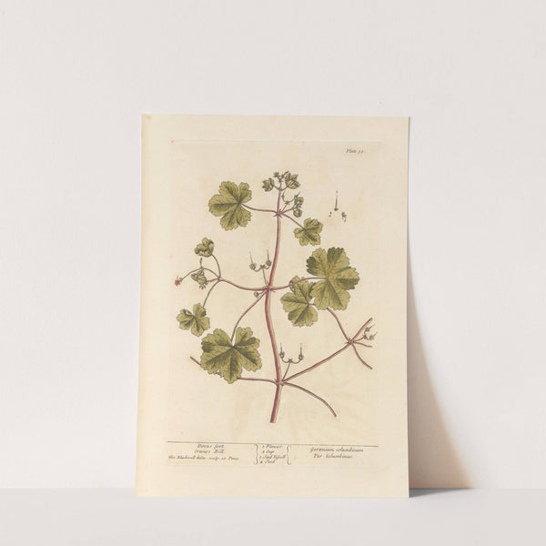 Doves foot; Crane’s bill (1739) by Elizabeth Blackwell
