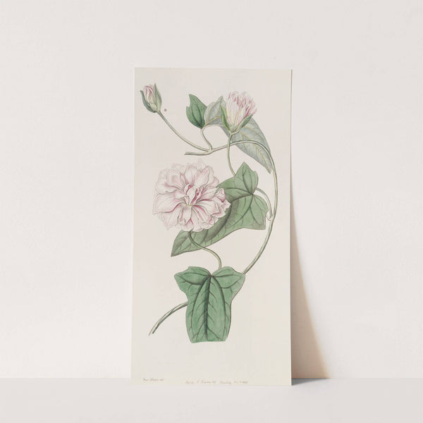 Downy Bindweed by Sydenham Edwards