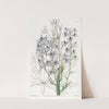 Downy-leaved variable Larkspur by Sydenham Edwards