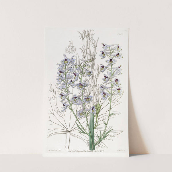Downy-leaved variable Larkspur by Sydenham Edwards