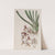 Downy-lipped Cymbidium by Sydenham Edwards