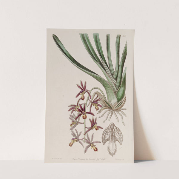 Downy-lipped Cymbidium by Sydenham Edwards