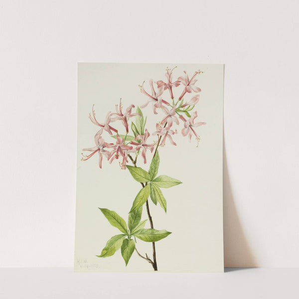 Downy Pinxter Bloom (Azalea rosea) (1923) by Mary Vaux Walcott