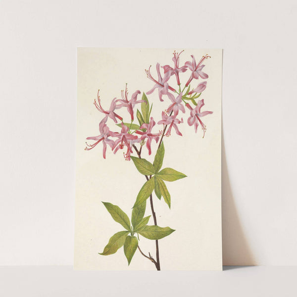 Downy Pinxterbloom. Azalea rosea (1925) by Mary Vaux Walcott
