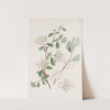 Downy Spiraea by Sydenham Edwards