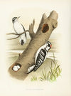 Downy Woodpecker