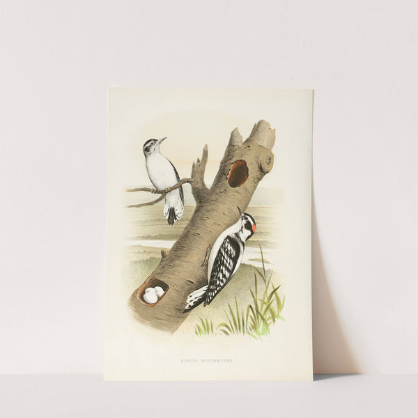 Downy Woodpecker (1882) by Edwin L. Sheppard