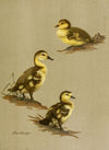 Downy Young Of Red-Head, Canvas-Back, Ring-Necked Duck (1922-1926)