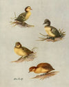 Downy Young Of White-Eyed Duck, Tufted Duck, Scaup Duck, Lesser Scaup Duck (1922-1926)
