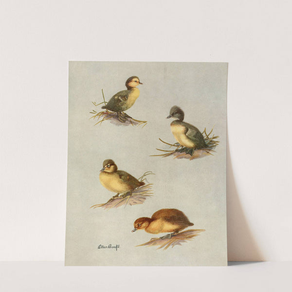 Downy Young Of White-Eyed Duck, Tufted Duck, Scaup Duck, Lesser Scaup Duck (1922-1926) by Allan Brooks