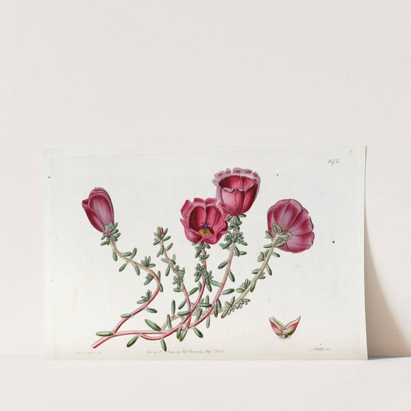Dr. Gillies' Purslane by Sydenham Edwards