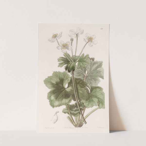 Dr. Govan's Anemone by Sydenham Edwards