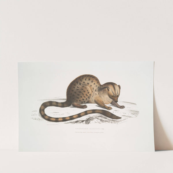 Dr. Hamilton’s Paradoxurus, Paradoxurus Hamiltonii (1830-1834) by John Edward Gray