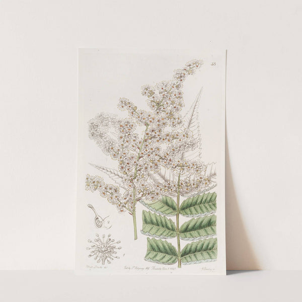 Dr. Lindley's Spiraea by Sydenham Edwards