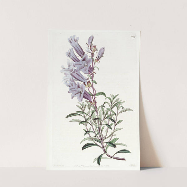 Dr. Scouler's Pentstemon by Sydenham Edwards