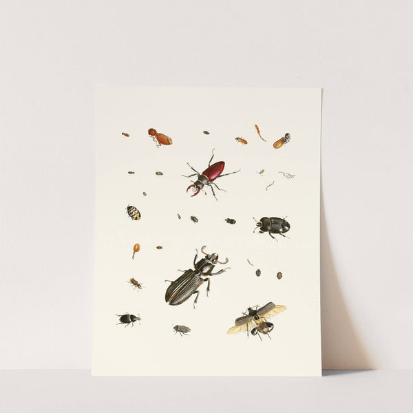 Dr. Sulzer's Short History of Insects, Pl. 02 by Johann Heinrich Sulzer