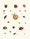 Dr. Sulzer’s Short History of Insects, Pl. 03