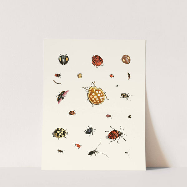 Dr. Sulzer's Short History of Insects, Pl. 03 by Johann Heinrich Sulzer