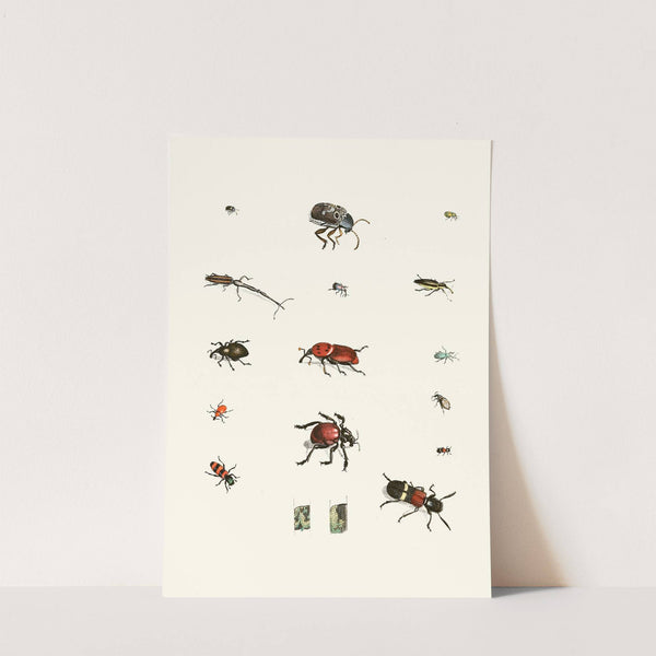 Dr. Sulzer's Short History of Insects, Pl. 04 by Johann Heinrich Sulzer