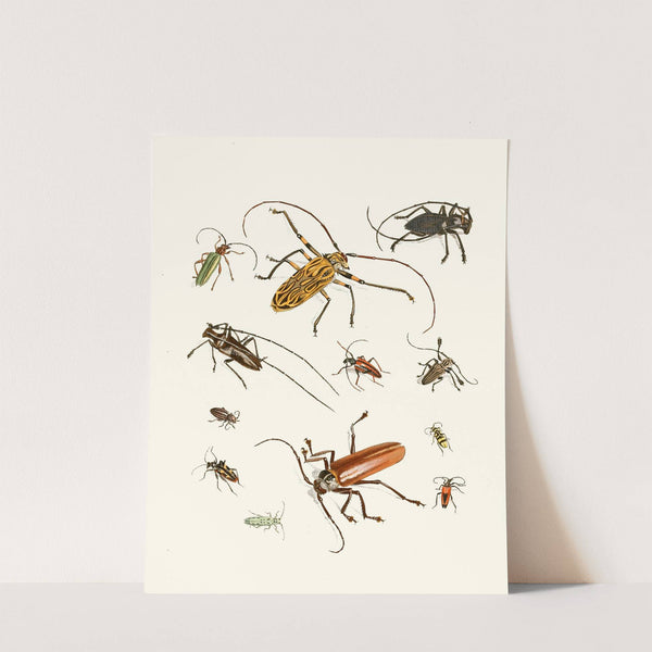 Dr. Sulzer's Short History of Insects, Pl. 05 by Johann Heinrich Sulzer