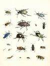 Dr. Sulzer’s Short History of Insects, Pl. 07