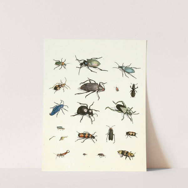 Dr. Sulzer's Short History of Insects, Pl. 07 by Johann Heinrich Sulzer