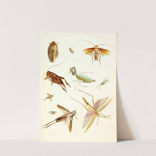 Dr. Sulzer's Short History of Insects, Pl. 08 by Johann Heinrich Sulzer