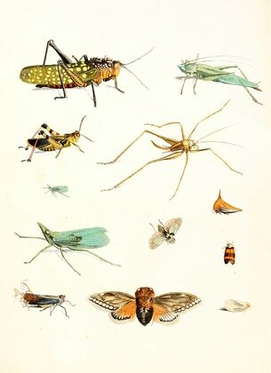 Dr. Sulzer’s Short History of Insects, Pl. 09