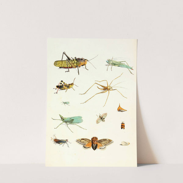 Dr. Sulzer's Short History of Insects, Pl. 09 by Johann Heinrich Sulzer