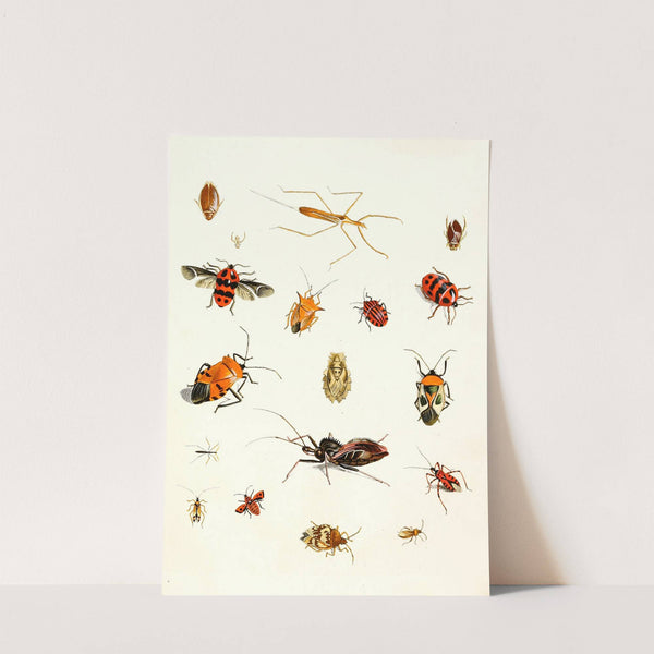 Dr. Sulzer's Short History of Insects, Pl. 10 by Johann Heinrich Sulzer